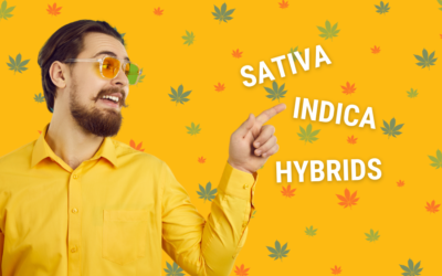 What Is The Difference Between Delta-8 Sativa, Delta-8 Indica, and Hybrid Strains
