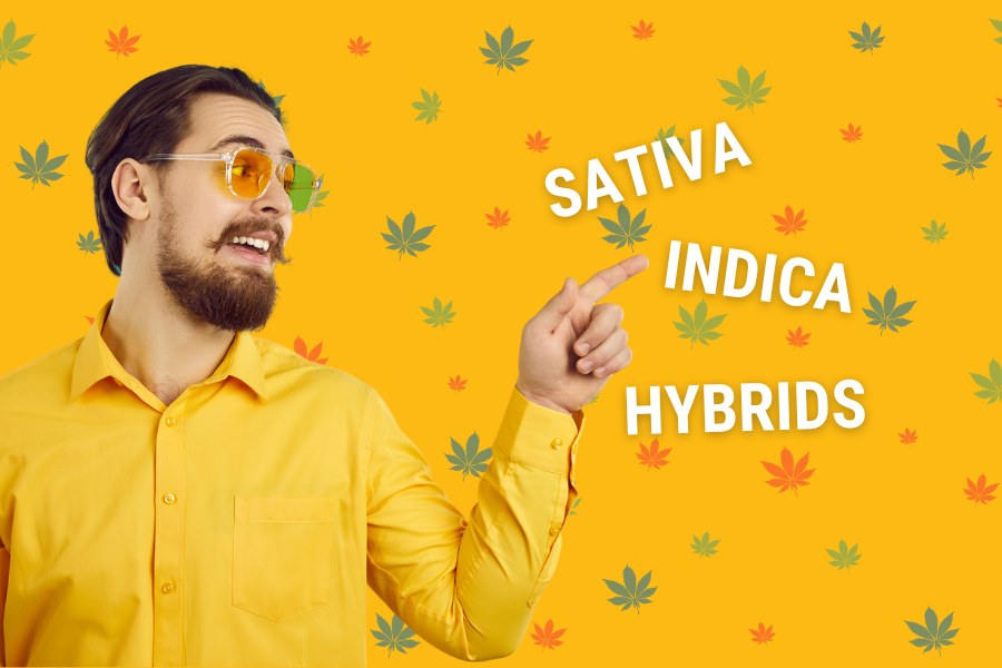What Is The Difference Between Delta-8 Sativa, Delta-8 Indica, and Hybrid Strains